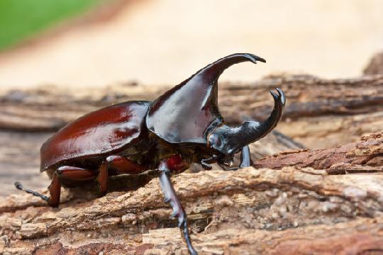 Rhino Beetle (Top 10 Strongest Animals)