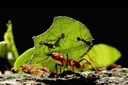 Leafcutter Ant (Top 10 Strongest Animals)