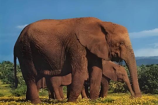 Elephant (Top 10 Strongest Animals)