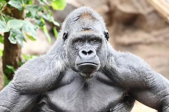 Gorilla (Top 10 Strongest Animals)