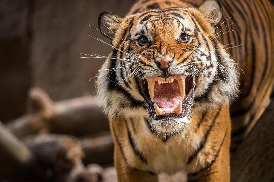 Tiger (Top 10 Strongest Animals)