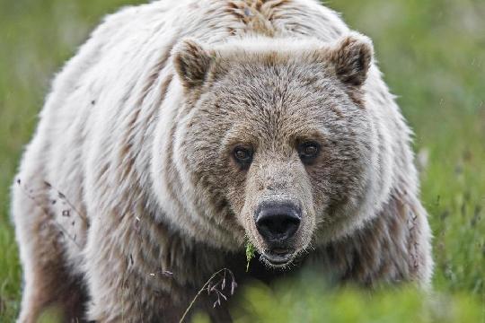 Grizzly Bear (Top 10 Strongest Animals)