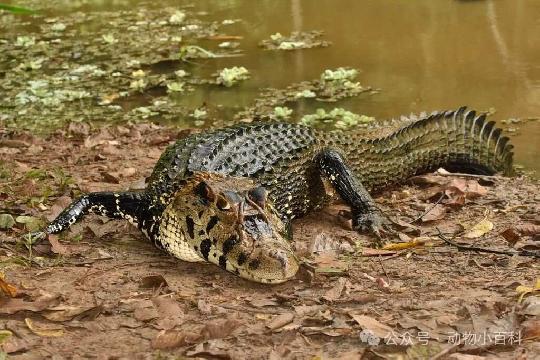 Crocodile (Top 10 Strongest Animals)