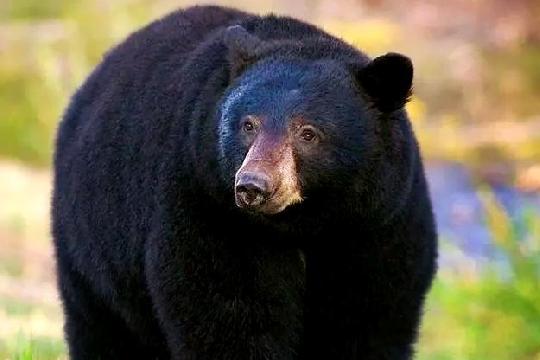 Anaconda (Top 10 Strongest Animals)