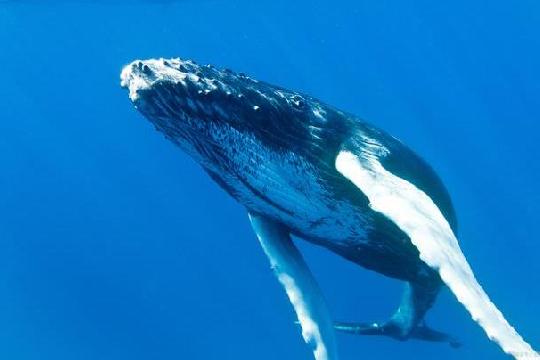 Blue Whale (Top 10 Strongest Animals)