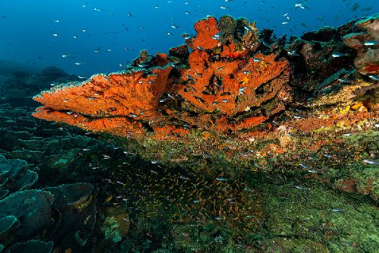 Raja Ampat, Indonesia (Top 10 Most Beautiful Coral Reefs)