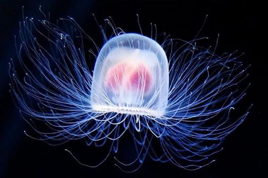 Immortal Jellyfish (Turritopsis dohrnii) (Top 10 Longest-Living Animals)