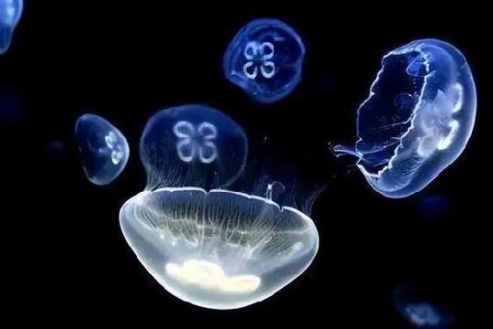 Hydra (Top 10 Longest-Living Animals)