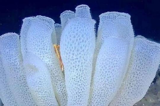 Glass Sponge (Top 10 Longest-Living Animals)