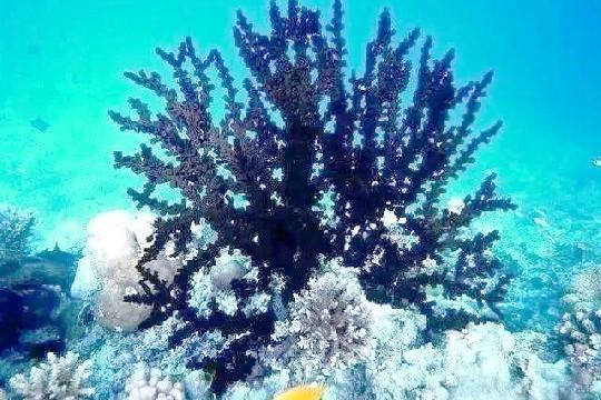Deep-Sea Black Coral (Top 10 Longest-Living Animals)
