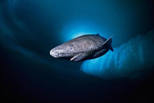Greenland Shark (Top 10 Longest-Living Animals)