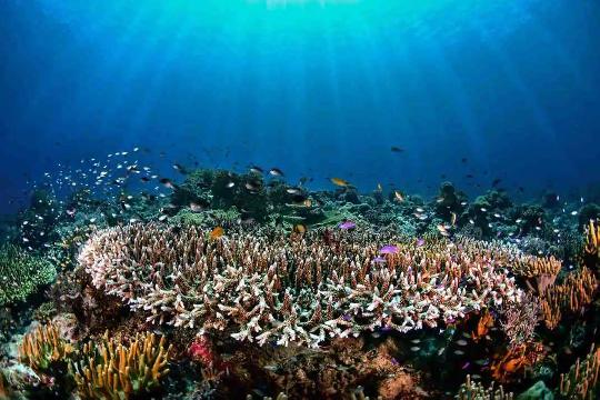 Tubbataha Reef, Philippines (Top 10 Most Beautiful Coral Reefs)