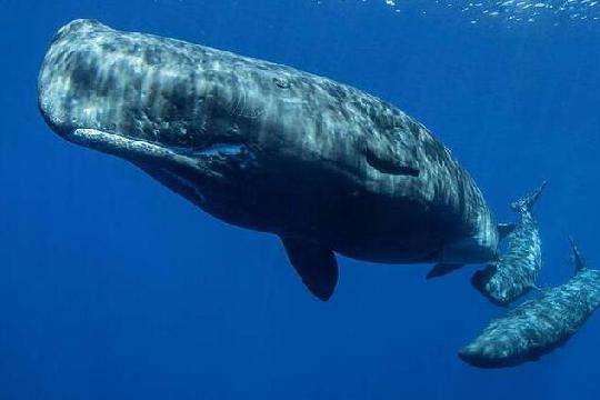 Bowhead Whale (Top 10 Longest-Living Animals)