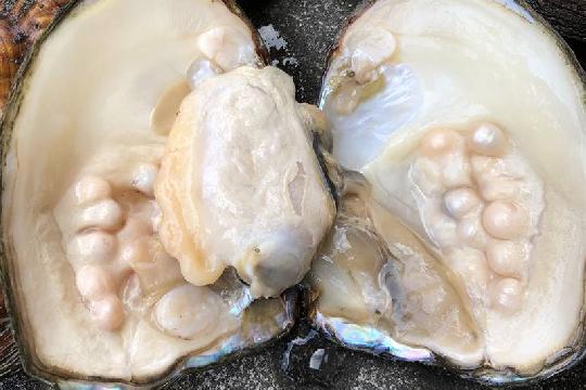 Freshwater Pearl Mussel (Top 10 Longest-Living Animals)