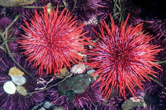 Red Sea Urchin (Top 10 Longest-Living Animals)