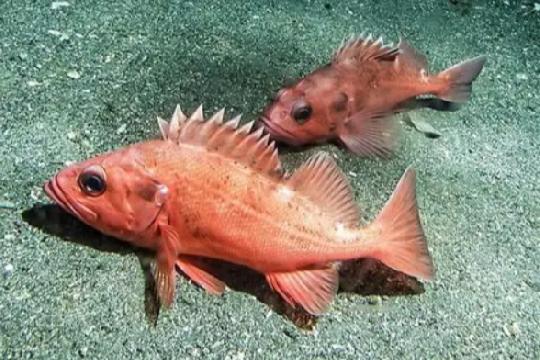 Rougheye Rockfish (Top 10 Longest-Living Animals)