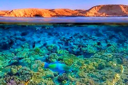 Red Sea Coral Reefs, Egypt (Top 10 Most Beautiful Coral Reefs)