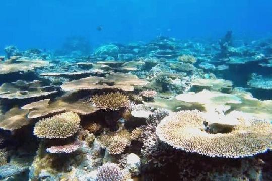 Apo Island, Philippines (Top 10 Most Beautiful Coral Reefs)