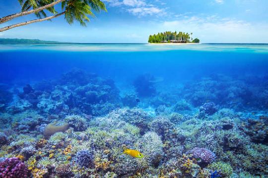 Maldives Coral Reefs (Top 10 Most Beautiful Coral Reefs)
