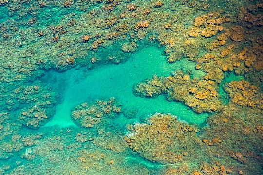 Hawaii's Kauai Island Coral Reefs (Top 10 Most Beautiful Coral Reefs)